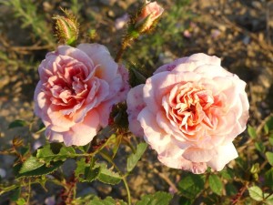 MOOD MUSIC (miniature)